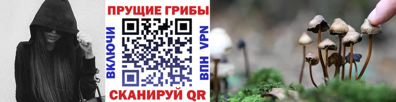 мега tor  Александров  Псилоцибиновые грибы Psilocybine cubensis 